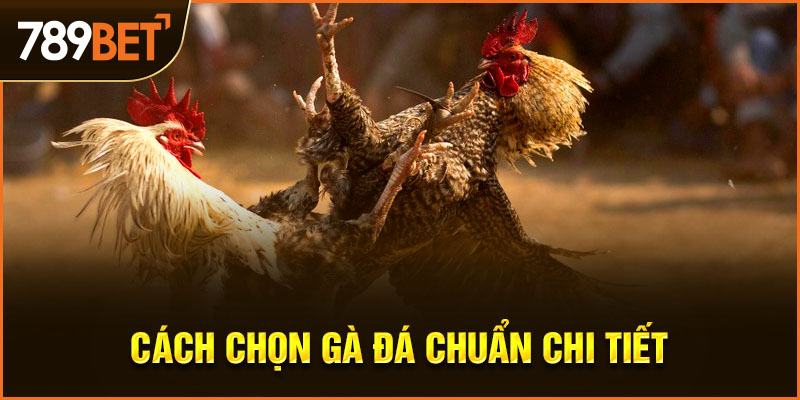 cách chọn gà đá