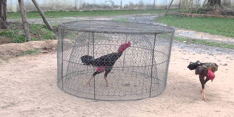 Cho chiến kê chạy lồng để rèn luyện thể lực