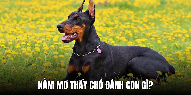 Bật mí các con số đẹp nhất khi nằm mơ thấy chó