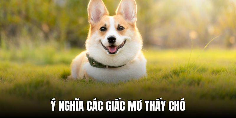 Ý nghĩa tình huống nằm mơ thấy chó chuẩn xác nhất