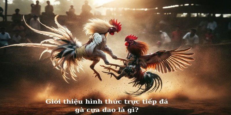 Sơ lược về chọi gà cựa dao